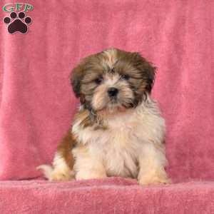 Rusty, Shih Tzu Puppy