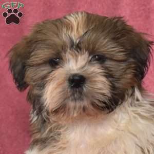Rusty, Shih Tzu Puppy