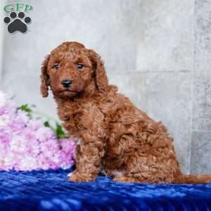Omar, Miniature Poodle Puppy