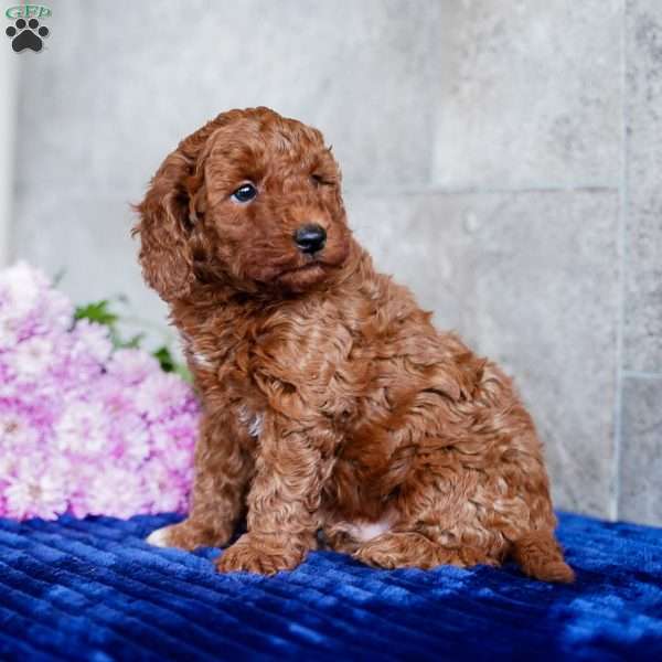 Omar, Miniature Poodle Puppy
