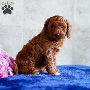 Omar, Miniature Poodle Puppy