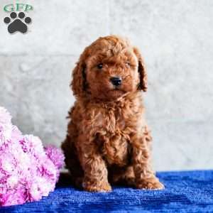 Oreo, Miniature Poodle Puppy