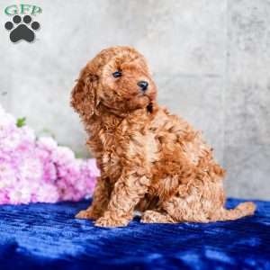 Oreo, Miniature Poodle Puppy