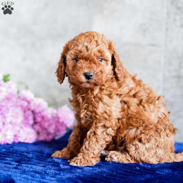 Oreo, Miniature Poodle Puppy