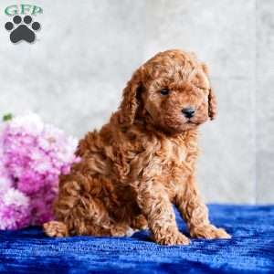 Oreo, Miniature Poodle Puppy