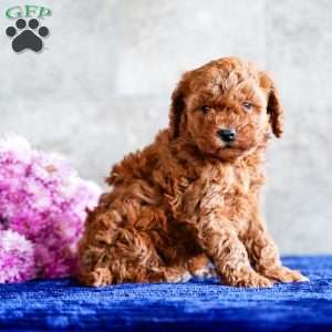 Oreo, Miniature Poodle Puppy