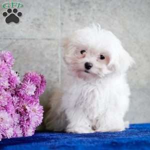 Monica, Maltese Puppy