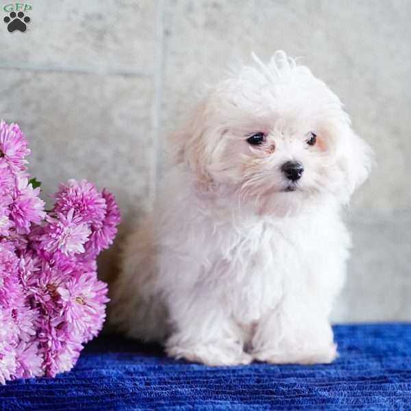 Monica, Maltese Puppy