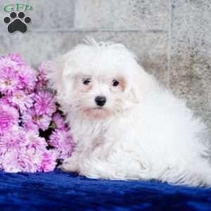 Monica, Maltese Puppy