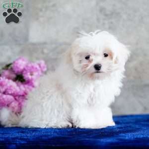 Monica, Maltese Puppy