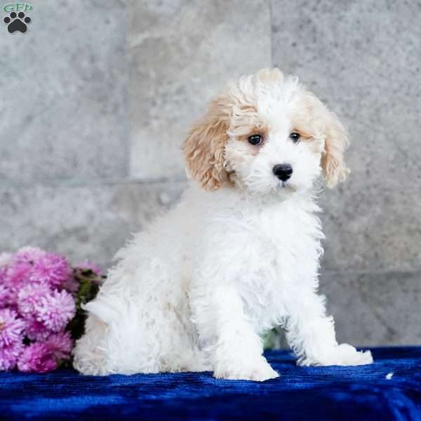 Naomi, Miniature Poodle Puppy