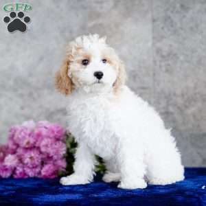 Naomi, Miniature Poodle Puppy