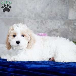 Naomi, Miniature Poodle Puppy