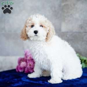 Naomi, Miniature Poodle Puppy