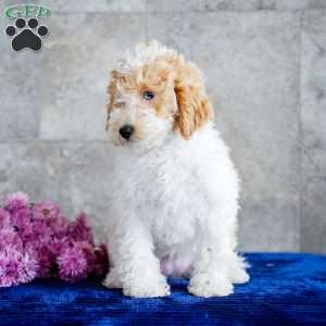 Nita, Miniature Poodle Puppy