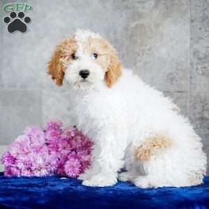 Nita, Miniature Poodle Puppy