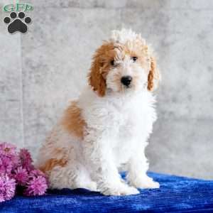 Nita, Miniature Poodle Puppy