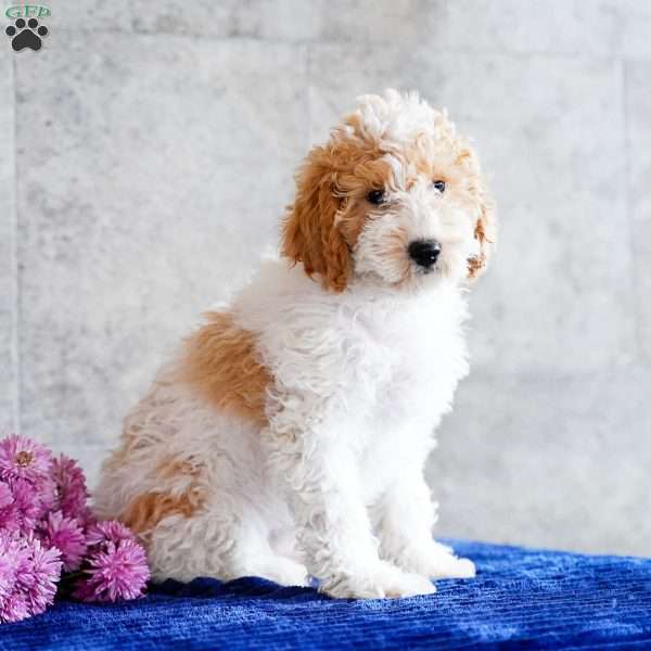 Nita, Miniature Poodle Puppy