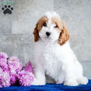 Nate, Miniature Poodle Puppy