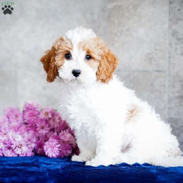 Nate, Miniature Poodle Puppy