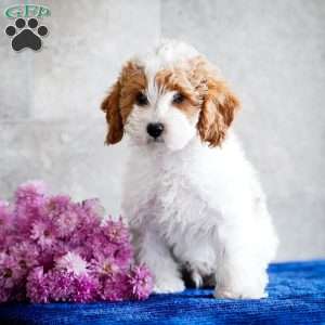 Nate, Miniature Poodle Puppy