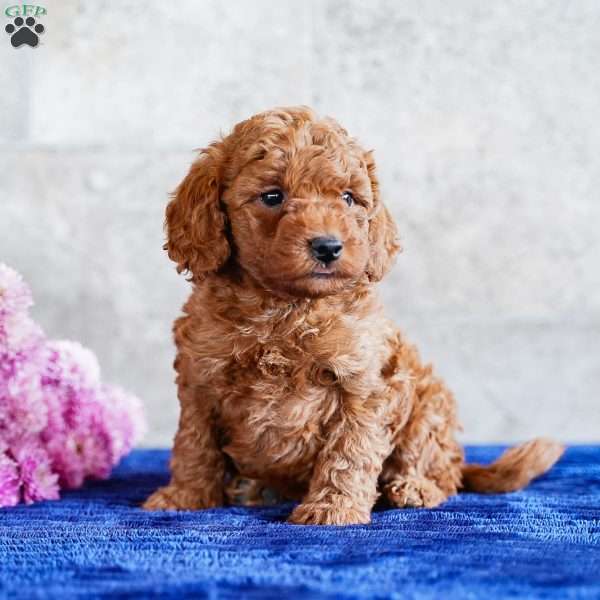 Orlando, Miniature Poodle Puppy