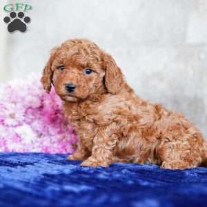 Orlando, Miniature Poodle Puppy