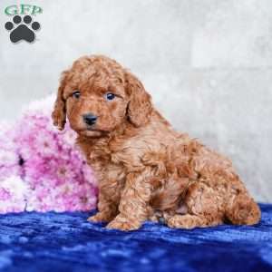 Orlando, Miniature Poodle Puppy