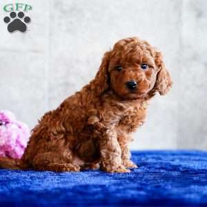 Orlando, Miniature Poodle Puppy