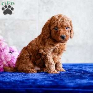 Orlando, Miniature Poodle Puppy