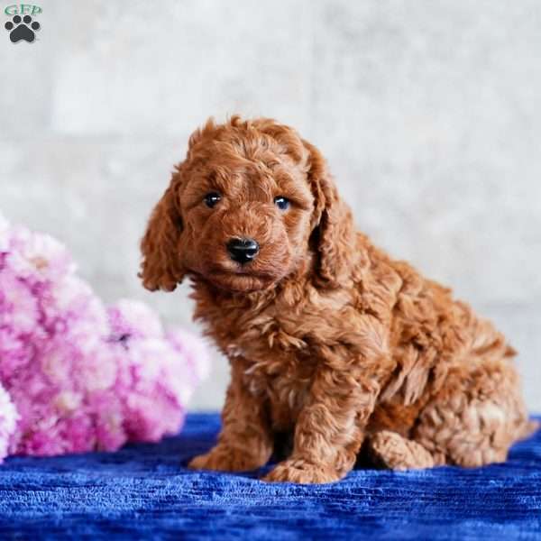 Oliver, Miniature Poodle Puppy