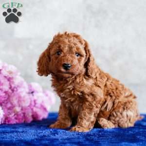 Oliver, Miniature Poodle Puppy