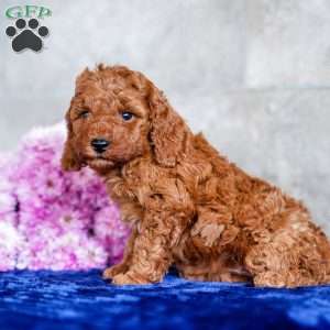 Oliver, Miniature Poodle Puppy