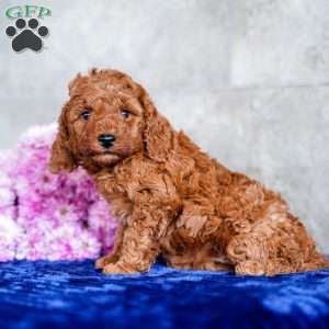 Oliver, Miniature Poodle Puppy