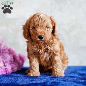 Oscar, Miniature Poodle Puppy