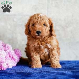 Oscar, Miniature Poodle Puppy
