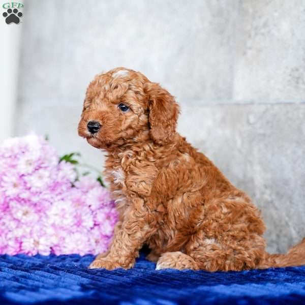 Oscar, Miniature Poodle Puppy