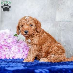 Oscar, Miniature Poodle Puppy