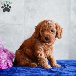 Oscar, Miniature Poodle Puppy