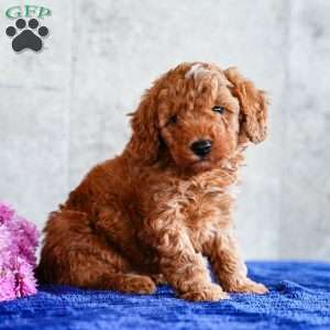 Oscar, Miniature Poodle Puppy