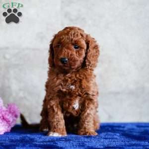 Omar, Miniature Poodle Puppy
