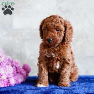 Omar, Miniature Poodle Puppy