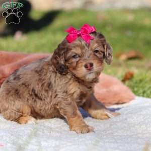 Sadie, Cockapoo Puppy