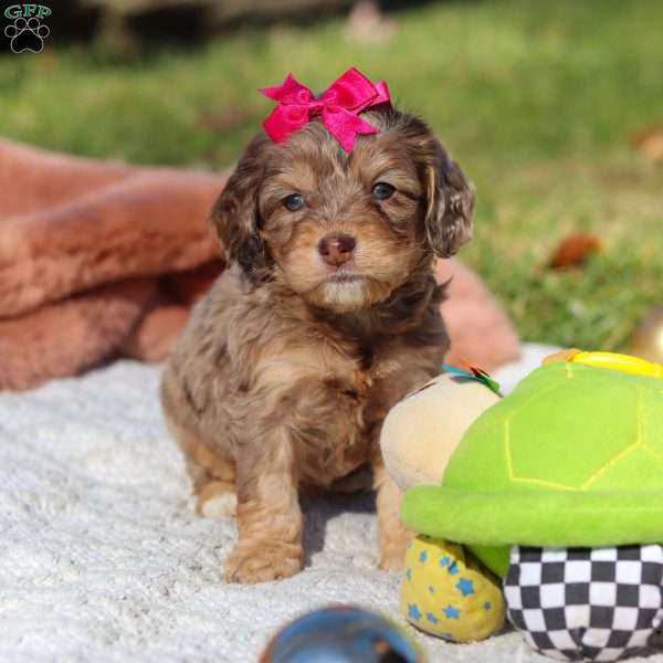 Sadie, Cockapoo Puppy