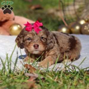 Sadie, Cockapoo Puppy