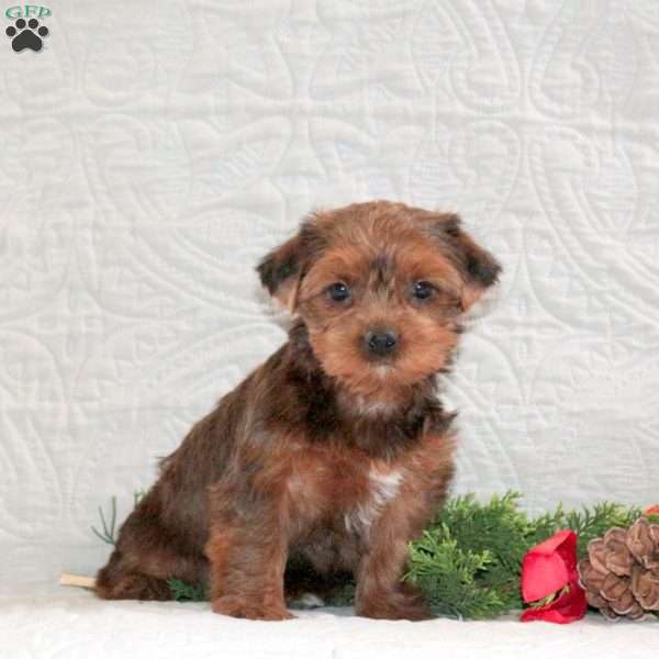 Saffron, Yorkie Puppy