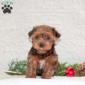 Saffron, Yorkie Puppy