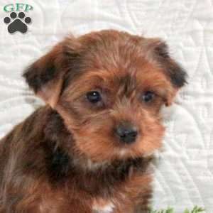 Saffron, Yorkie Puppy