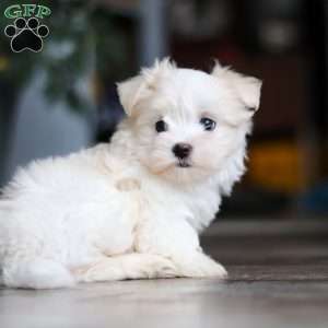 Sage, Maltese Puppy