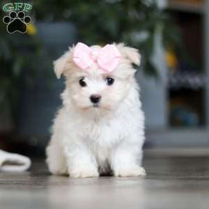 Sage, Maltese Puppy
